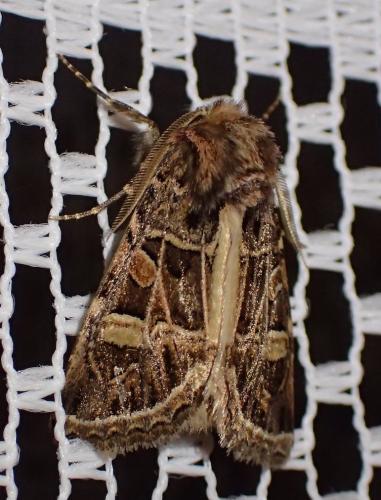 Leucochlaena oditis